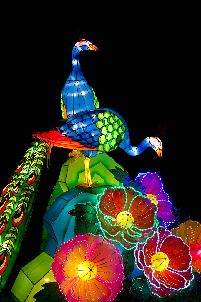 china light licht festival lichtshow show festiviteit glow evenement event chinees chinese verlichting draak dragon lichtfestival zoo